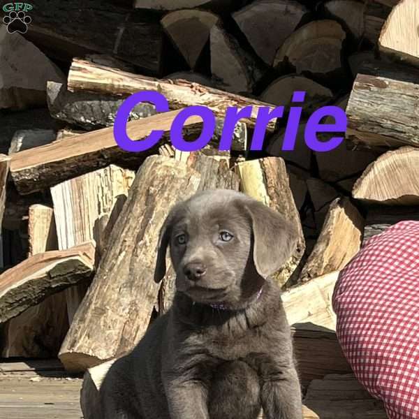 Corrie, Silver Labrador Retriever Puppy